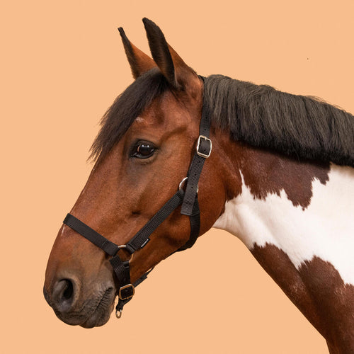 





Serratón de cuadra de equitación para caballo/poni Schooling